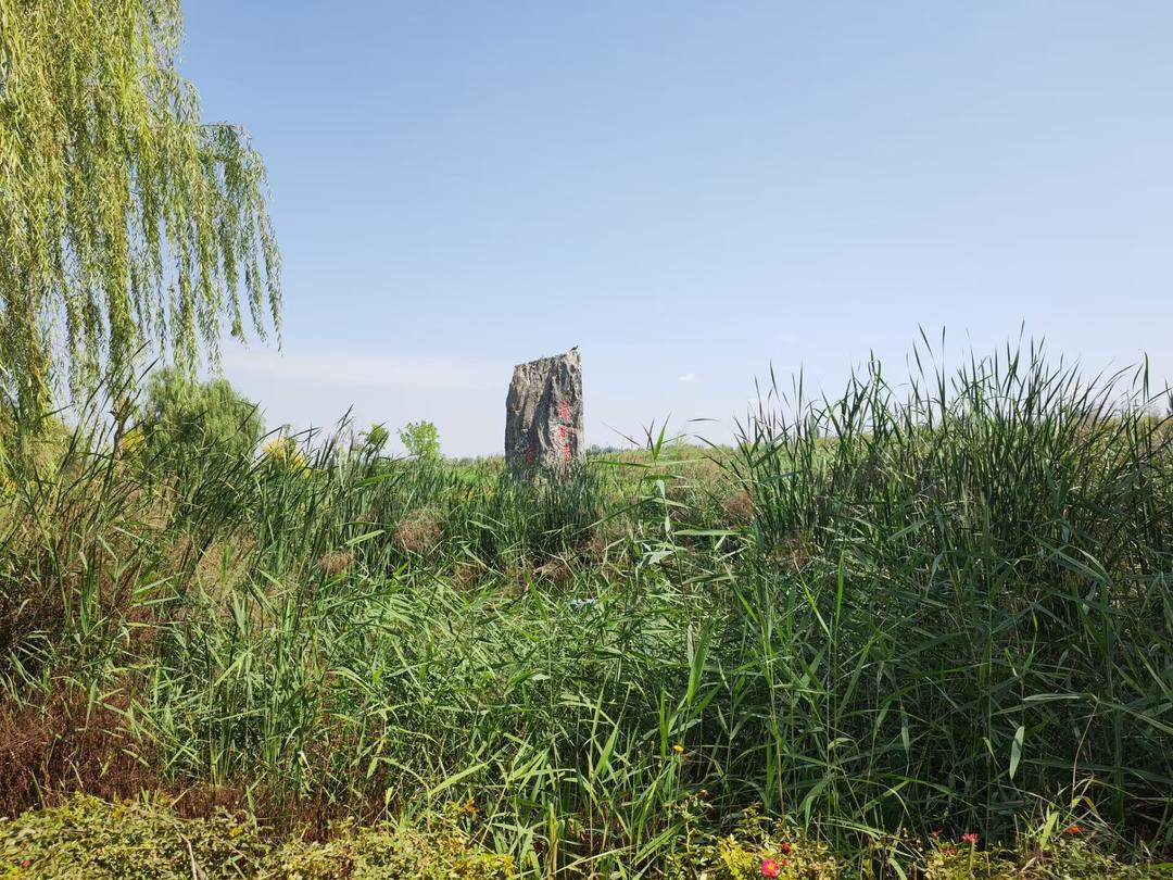 寧夏吳忠市古城灣濕地.jpeg